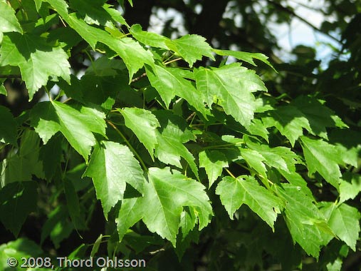 Acer rubrum